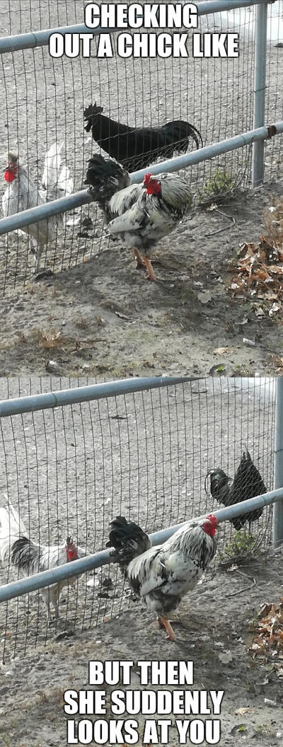 Chicken meme by Pink-Fluffy-Dragon on DeviantArt