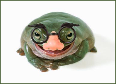 Big Nose Frog By Elenaenfriends24 On Deviantart