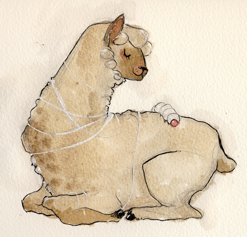 The alpaca and the silkworm