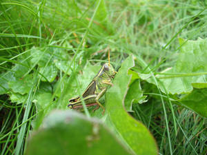 Grasshopper