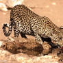 Leopard drinking