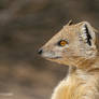 Yellow Mongoose Portrait