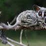 Lesser bushbaby