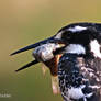 Pied kingfisher with prey