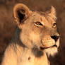 Lioness portrait