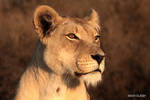 Lioness portrait by Kbulder