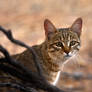 African wildcat portrait