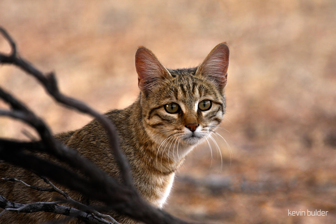 African wildcat portrait