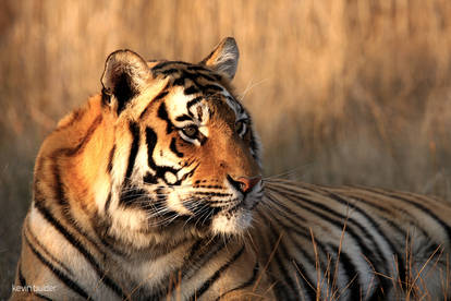 Female tiger portrait