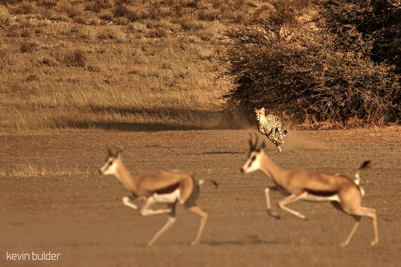 Cheetah hunting springbok