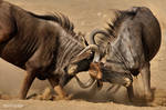 Fighting Blue Wildebeest by Kbulder