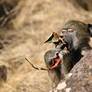 Baboon breakfast