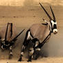 Chasing Oryx