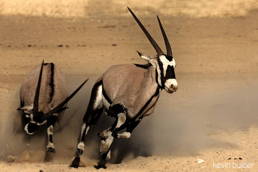 Chasing Oryx
