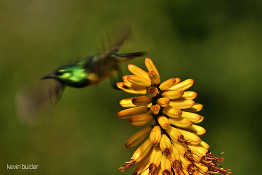 Yellowbellied sunbird
