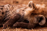 Hyena portrait by Kbulder