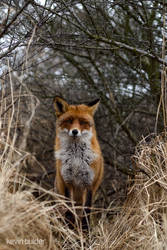 Young Red Fox Stares