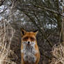 Young Red Fox Stares