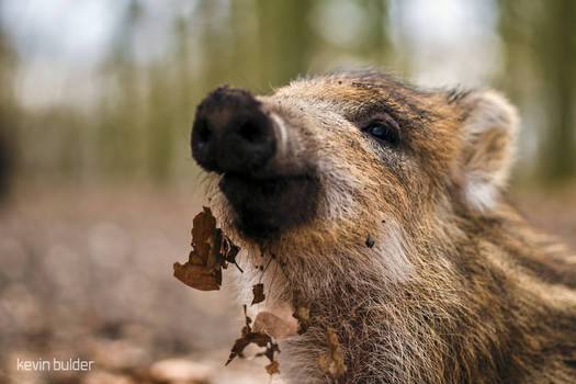 Piglet Foraging