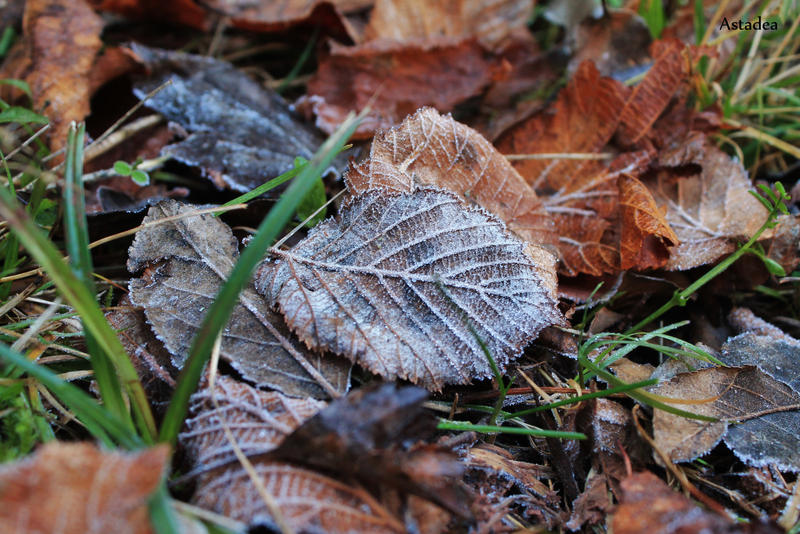 Fallen Leaves