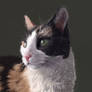 Cat Portrait Minnie Kiwi