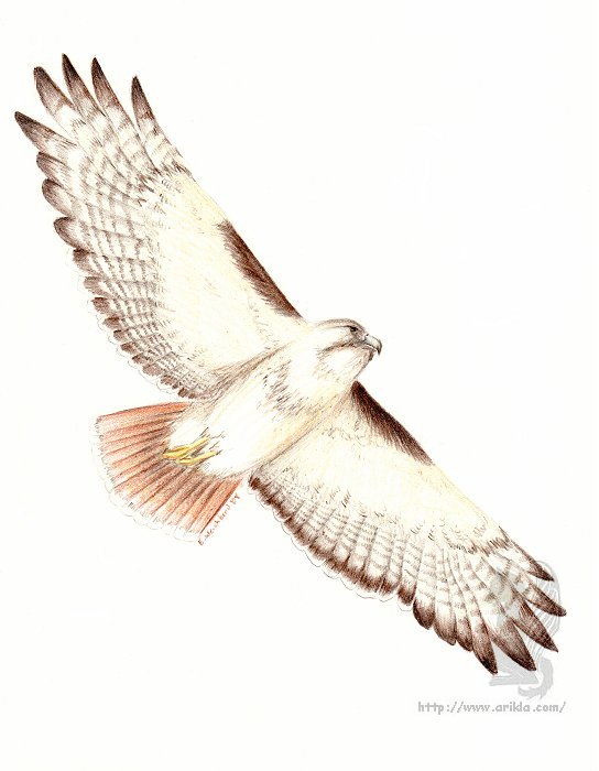 Red-Tailed Hawk