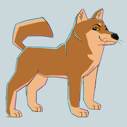 Shiba