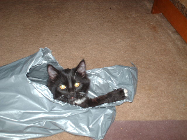 The cat's in the bag