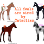 Sport horse Foal Adopts 1 - OPEN