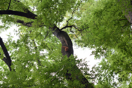 Up a Tree