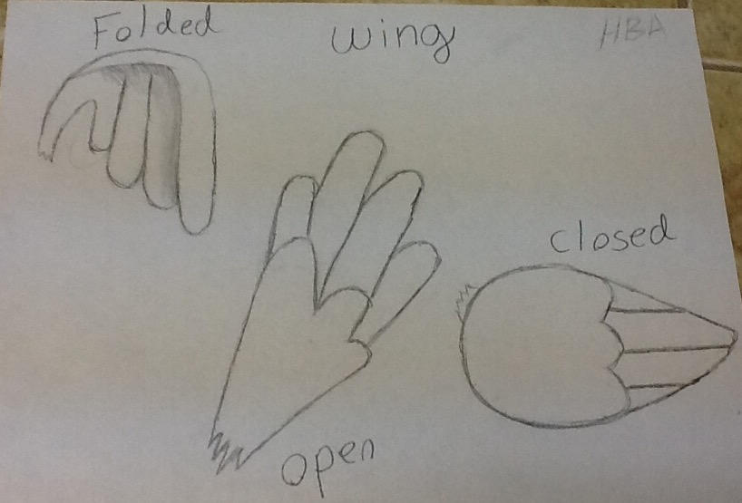 Drawn Wing Tutorial How to draw wing tutorial by HBA1Ally on DeviantArt