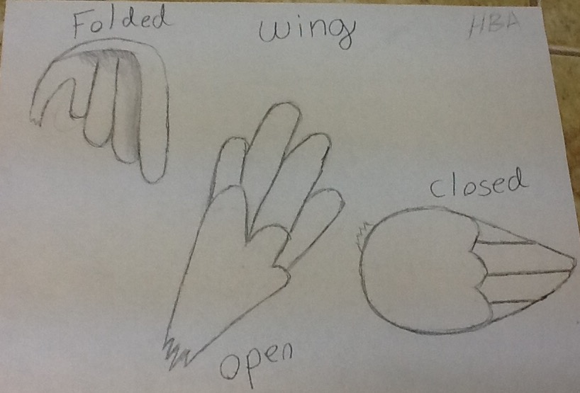 How to draw wing tutorial by HBA1Ally on DeviantArt