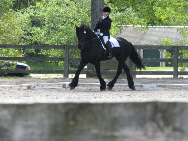 Friesian - Intro. class