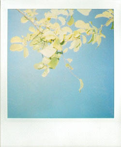 Anuzzer Polaroid