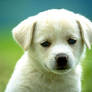 Heterochromia Dog