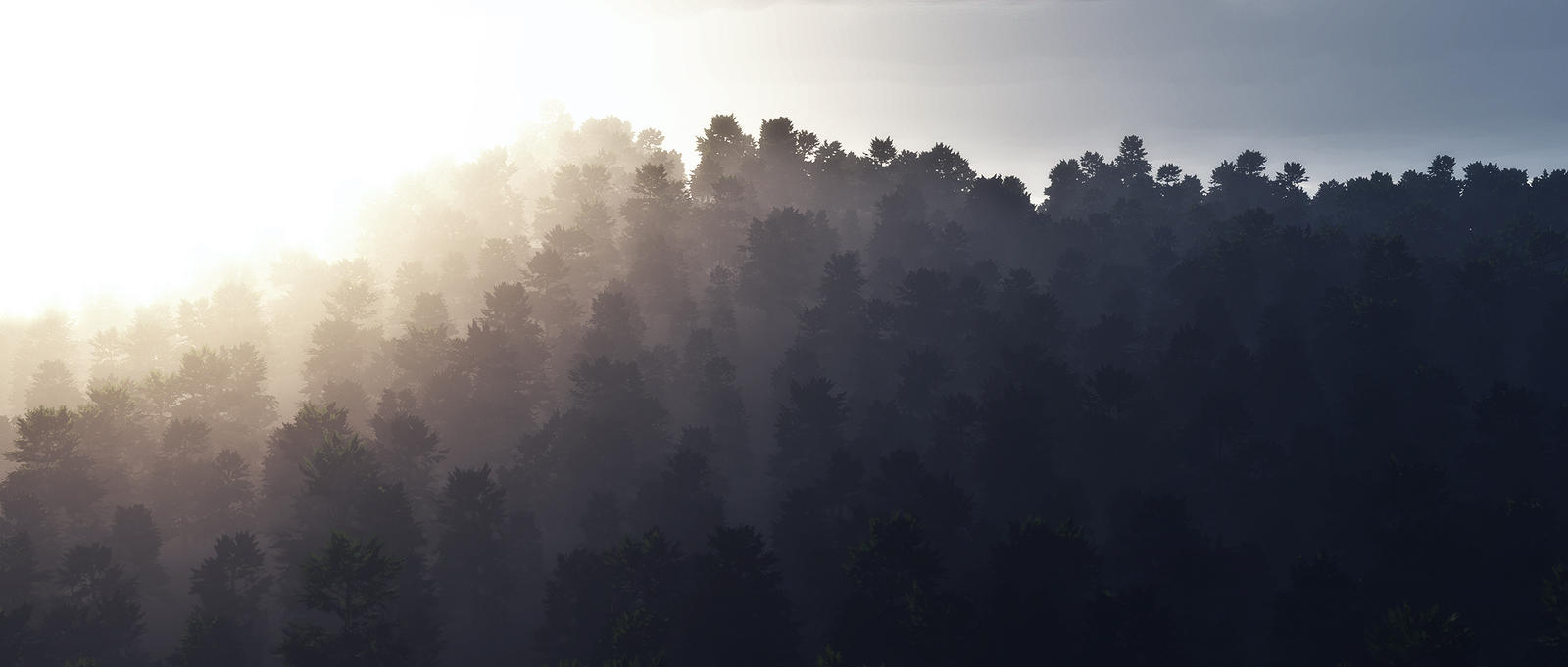 Misty Morning