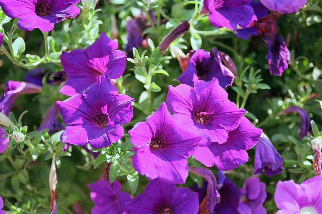 Flower in hanging basket Publick House MA