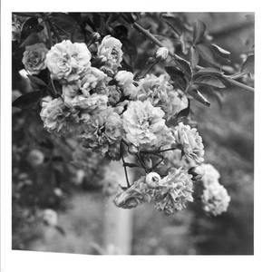 45. Print - Roses by rdungan1918