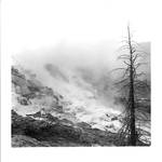 Mammoth Hot springs by rdungan1918