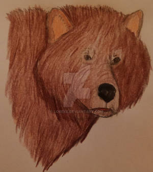 Bear drawing