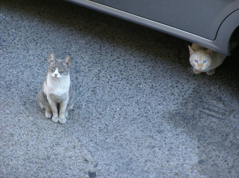 Street cats