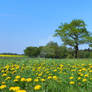 Many Dandelions