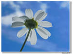 Daisy by marschall196