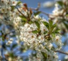 Cherry Blossom