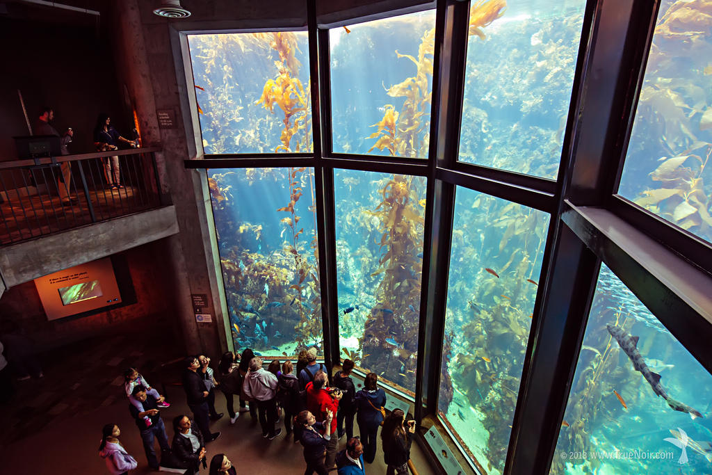 Kelp forest at the Monterey Bay Aquarium 02