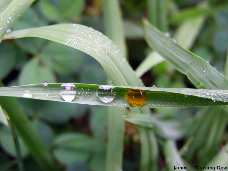 morning dew