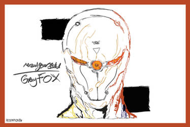 Gray Fox