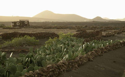 Lanzarote vineyard