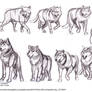 Wolf Motion Study