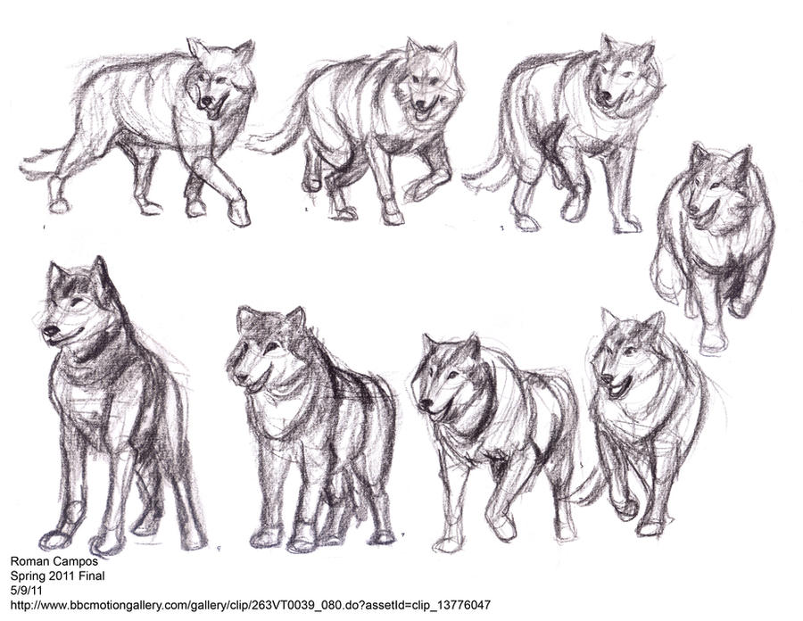 Wolf Collared Movement Wolf Motion Study by mell0w-m1nded on DeviantArt